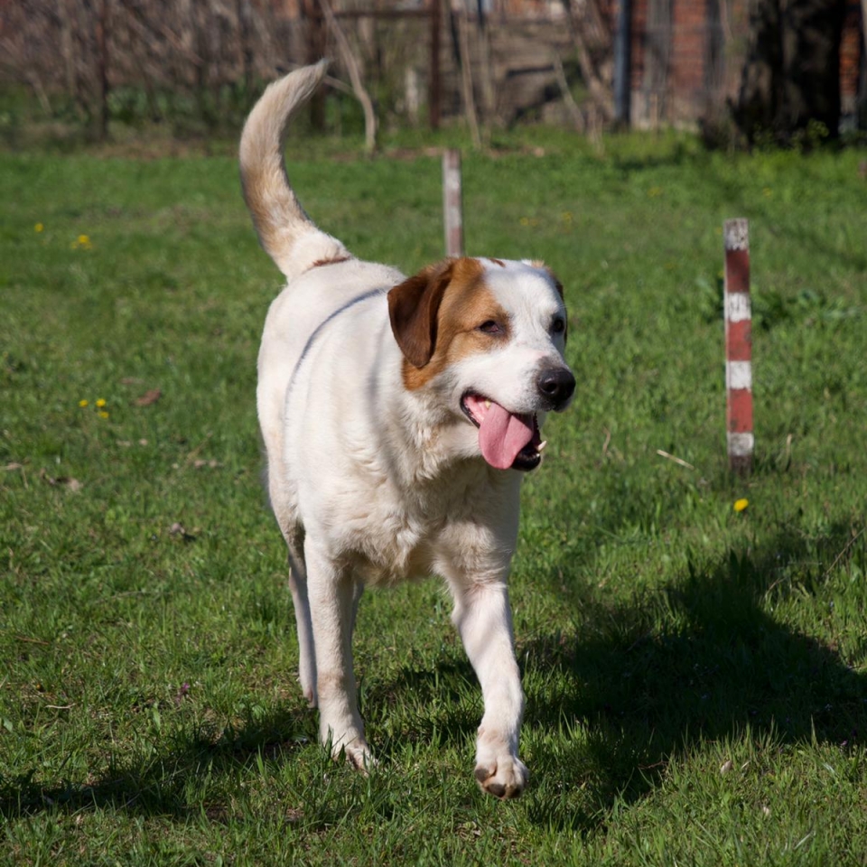 Balthazar in Rumänien Tierheim, Odai, Rumänien Tierschutzverein Europa