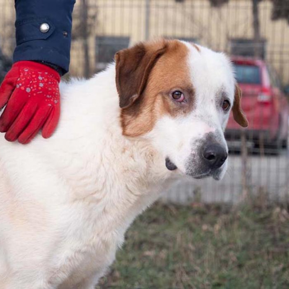 Balthazar in Rumänien Tierheim, Odai, Rumänien Tierschutzverein Europa