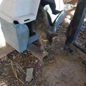 Titelbild von Hilfe für ein Katzenprojekt in Baeza