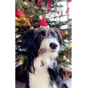Vorschaubild: Ein bisschen Hundeglück zu Weihnachten verschenken!