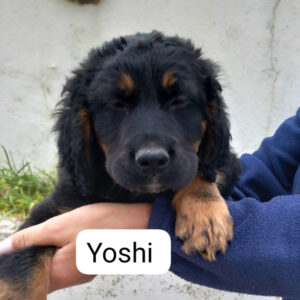 Titelbild von Yoshi